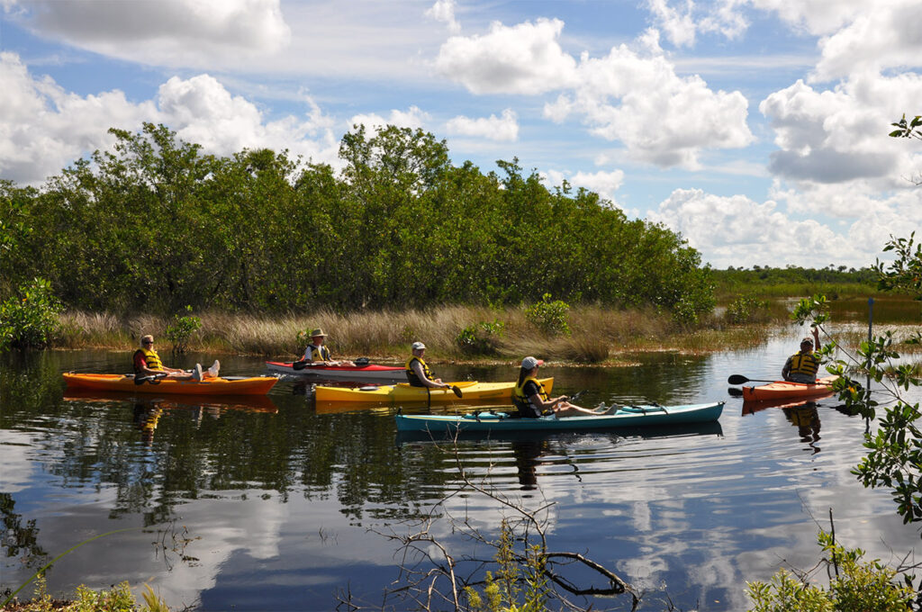 Group of people in brightly colored kayaks kayaking through the mangroves near Marco Island, Florida